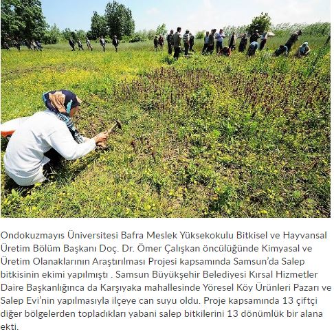 Samsun'da Salep bitkisi ekimi yapıldı. 